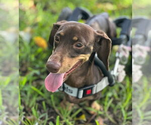 Dachshund Dogs for adoption in Weston, FL, USA