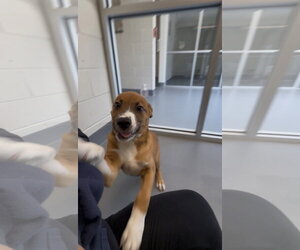 Labrador Retriever-Unknown Mix Dogs for adoption in Hilton Head, SC, USA