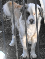 Border Collie-Great Pyrenees Mix Dogs for adoption in Tehachapi, CA, USA