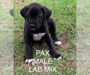 Small Labrador Retriever Mix