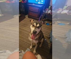 Siberian Husky-Unknown Mix Dogs for adoption in San Antonio, TX, USA