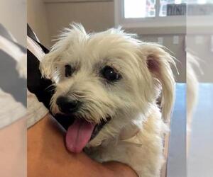 Maltese Dogs for adoption in Ojai, CA, USA