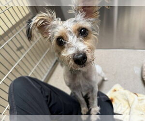 Mutt Dogs for adoption in Denver, CO, USA