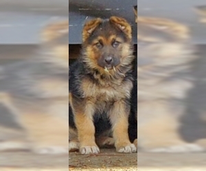 German Shepherd Dog Dogs for adoption in Seattle, WA, USA