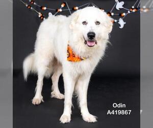 Great Pyrenees Dogs for adoption in Conroe, TX, USA