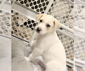 Labrador Retriever-Unknown Mix Dogs for adoption in Holly Springs, NC, USA