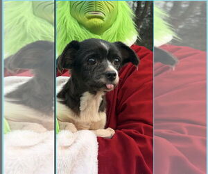 Mutt Dogs for adoption in Thomasville, NC, USA