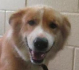 Medium Photo #1 Gollie Puppy For Sale in Fredericksburg, VA, USA