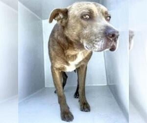 Staffordshire Bull Terrier Dogs for adoption in Houston, TX, USA