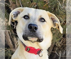 Mutt Dogs for adoption in Albuquerque, NM, USA