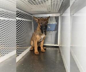 Mutt Dogs for adoption in Bakersfield, CA, USA
