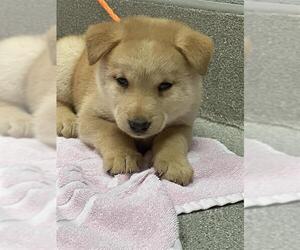 Siberian Husky-Unknown Mix Dogs for adoption in Las Vegas, NV, USA