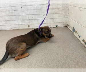 American Pit Bull Terrier-Unknown Mix Dogs for adoption in San Bernardino, CA, USA