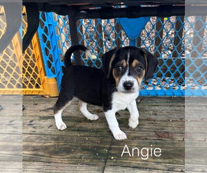 Beagle Dogs for adoption in Parker Ford, PA, USA