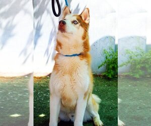 Siberian Husky Dogs for adoption in Apple Valley, CA, USA