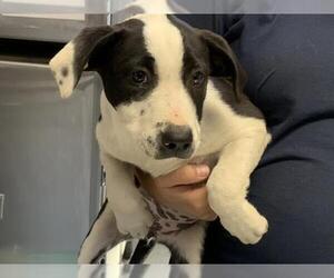 Australian Cattle Dog-Unknown Mix Dogs for adoption in Visalia, CA, USA