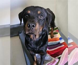 Rottweiler Dogs for adoption in Bakersfield, CA, USA
