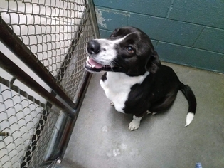 Border Collie Dogs for adoption in Clarkesville, GA, USA