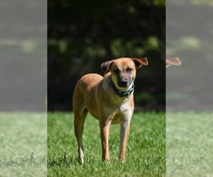 Black Mouth Cur-Unknown Mix Dogs for adoption in Newton, TX, USA