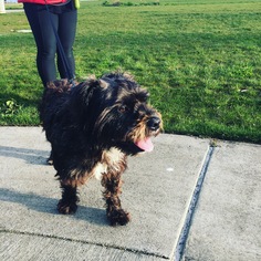 Dandie Dinmont Terrier Dogs for adoption in Bellevue, WA, USA