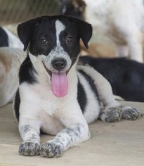 Borador Dogs for adoption in Seattle, WA, USA