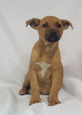 Medium Photo #1 Boxer Puppy For Sale in Chicago, IL, USA