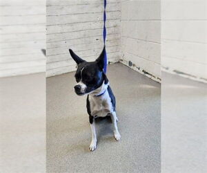 Boston Terrier-Unknown Mix Dogs for adoption in San Bernardino, CA, USA