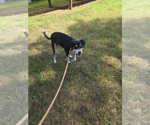Beagle-Unknown Mix Dogs for adoption in Rustburg, VA, USA