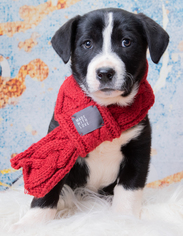 Medium Photo #1 Labrador Retriever-Unknown Mix Puppy For Sale in Denver, CO, USA