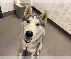 Siberian Husky Dogs for adoption in HESPERIA, CA, USA