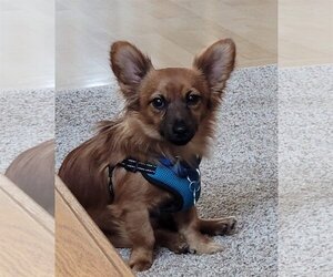 Chihuahua Dogs for adoption in Cedar Rapids, IA, USA