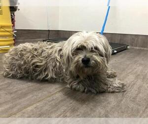Mutt Dogs for adoption in Pasadena, CA, USA