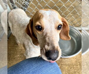 Dachshund-Red Heeler Mix Dogs for adoption in Shreveport, LA, USA