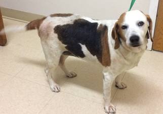 Beagle-Unknown Mix Dogs for adoption in Loudon, TN, USA