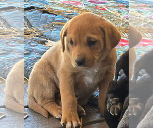 Labrador Retriever-Unknown Mix Dogs for adoption in Alexander, AR, USA