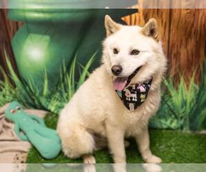 German Shepherd Dog-Shiba Inu Mix Dogs for adoption in South Lake Tahoe, CA, USA