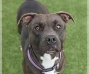 Staffordshire Bull Terrier Dogs for adoption in Houston, TX, USA