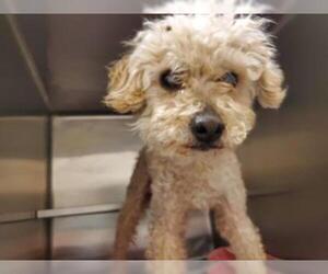 Poodle (Miniature) Dogs for adoption in San Angelo, TX, USA