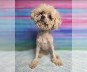 Medium Photo #3 Poodle (Miniature)-Unknown Mix Puppy For Sale in Lakewood, CO, USA