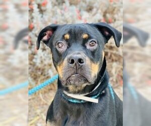 Rottweiler Dogs for adoption in Salinas, CA, USA