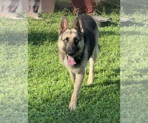 German Shepherd Dog Dogs for adoption in Harrison, AR, USA