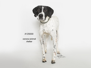 Pointer Dogs for adoption in Corona, CA, USA