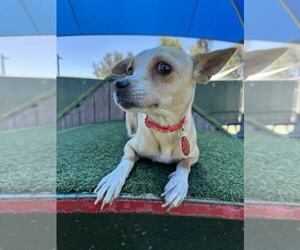 Chihuahua-Unknown Mix Dogs for adoption in Tempe , AZ, USA