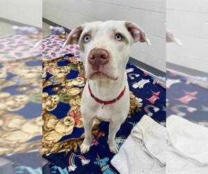 American Pit Bull Terrier-Unknown Mix Dogs for adoption in Fort Wayne, IN, USA