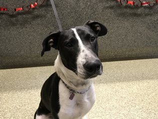Pointer Dogs for adoption in pomona, CA, USA