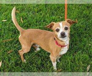 Chihuahua Dogs for adoption in San Clemente, CA, USA