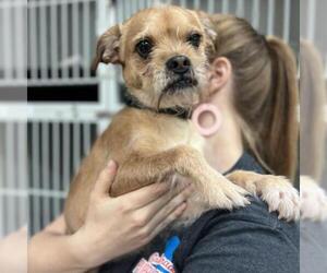 Border Terrier Dogs for adoption in Aurora, CO, USA