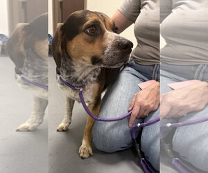 Mutt Dogs for adoption in Hilton Head, SC, USA