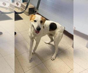 Mutt Dogs for adoption in Stockton, CA, USA