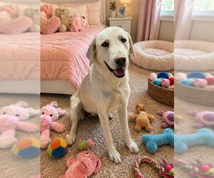 Great Pyrenees Dogs for adoption in Globe, AZ, USA